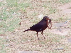 Turdus mandarinus