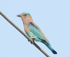 Coracias benghalensis