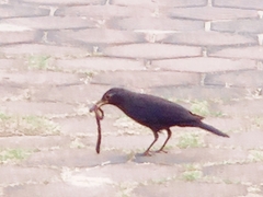 Turdus mandarinus