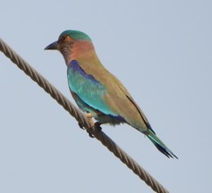 Coracias benghalensis