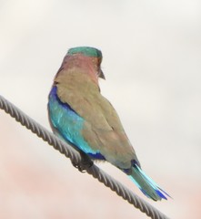Coracias benghalensis