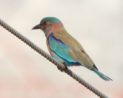 Coracias benghalensis