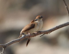 Euodice malabarica