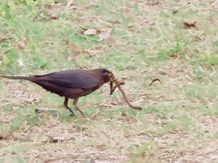 Turdus mandarinus