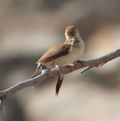 Euodice malabarica