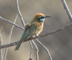 Merops cyanophrys