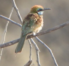 Merops cyanophrys