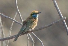 Merops cyanophrys