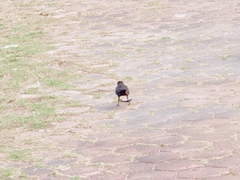 Turdus mandarinus