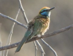 Merops cyanophrys