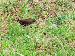 Turdus mandarinus
