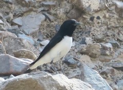 Oenanthe albonigra