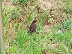 Turdus mandarinus