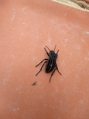 Alphasida holosericea