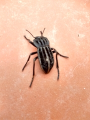 Alphasida holosericea