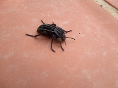 Alphasida holosericea