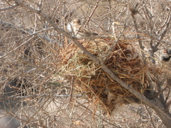 Passer domesticus