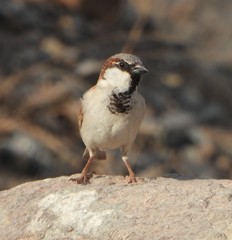 Passer domesticus