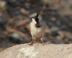 Passer domesticus