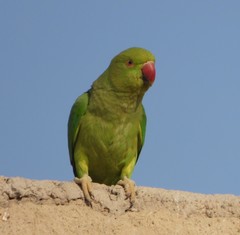 Psittacula krameri