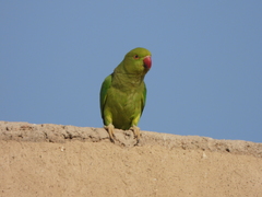 Psittacula krameri