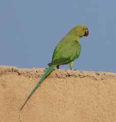 Psittacula krameri