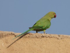 Psittacula krameri
