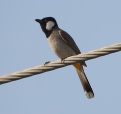 Pycnonotus leucotis