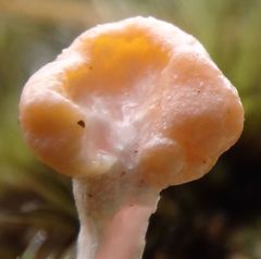 Dibaeis arcuata image