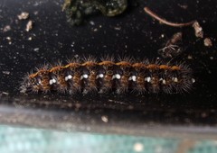 Euplagia quadripunctaria