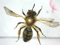 Andrena