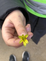 Gagea lutea