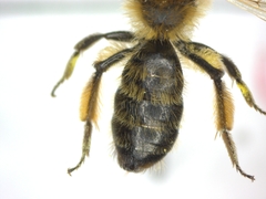 Andrena