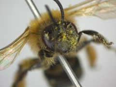 Andrena
