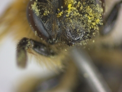 Andrena