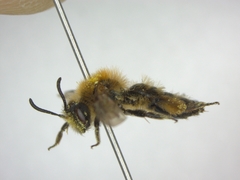 Andrena