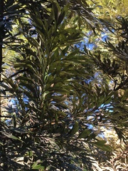 Grevillea robusta