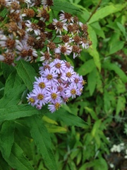 Aster albescens
