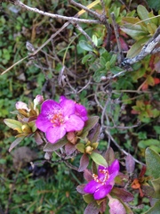 Rhododendron lepidotum