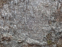 Buellia griseovirens