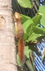 Sundasciurus juvencus