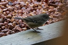 Sericornis maculatus
