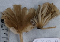 Trogia infundibuliformis