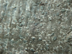 Buellia griseovirens