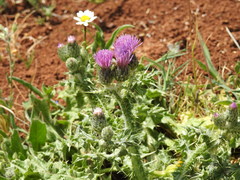 Carduus spachianus