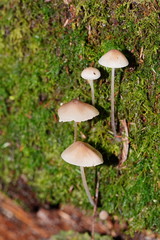 Mycena austrofilopes