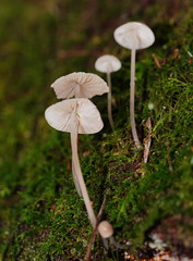 Mycena austrofilopes