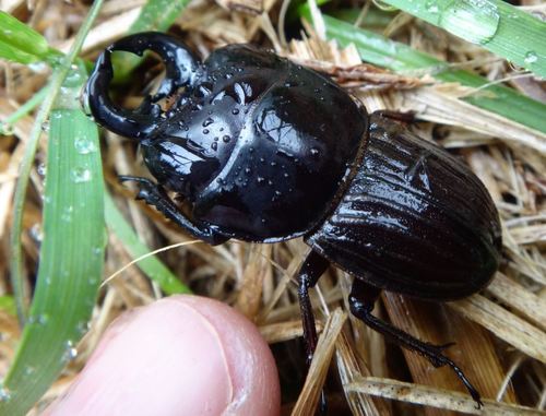 Helms's Stag Beetle photo 4