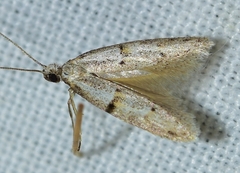 Symmocoides oxybiella
