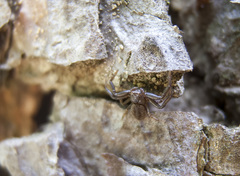 Coriarachne depressa